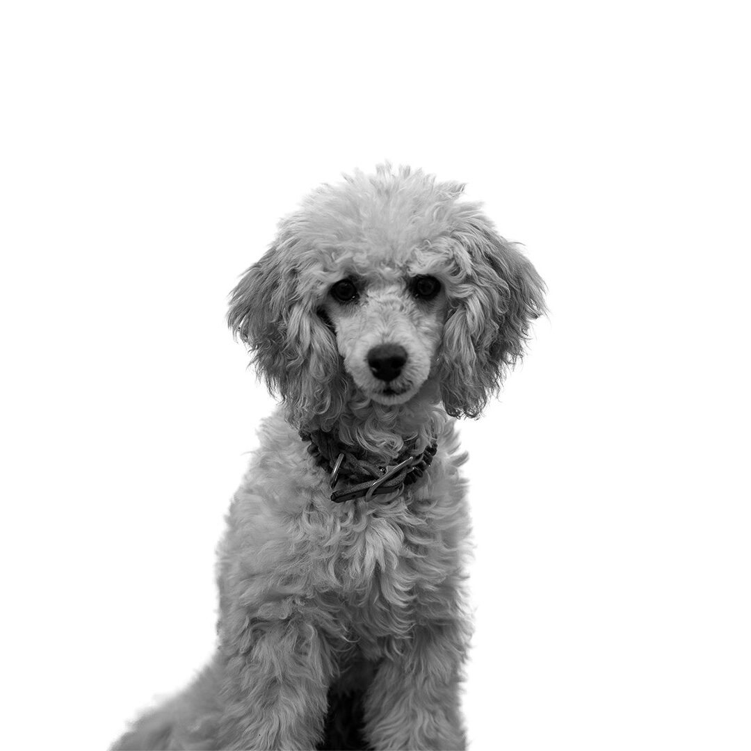 Hazel